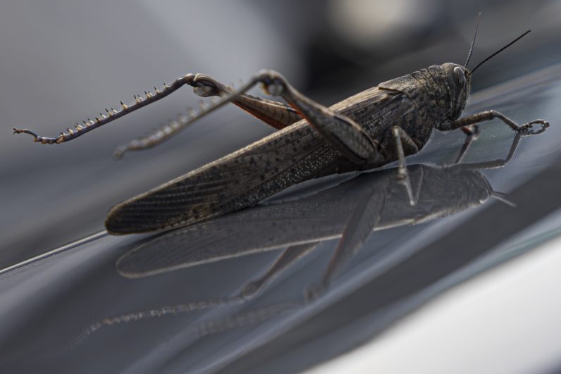 Citroën C3 1.5 BlueHDi Shine Pack